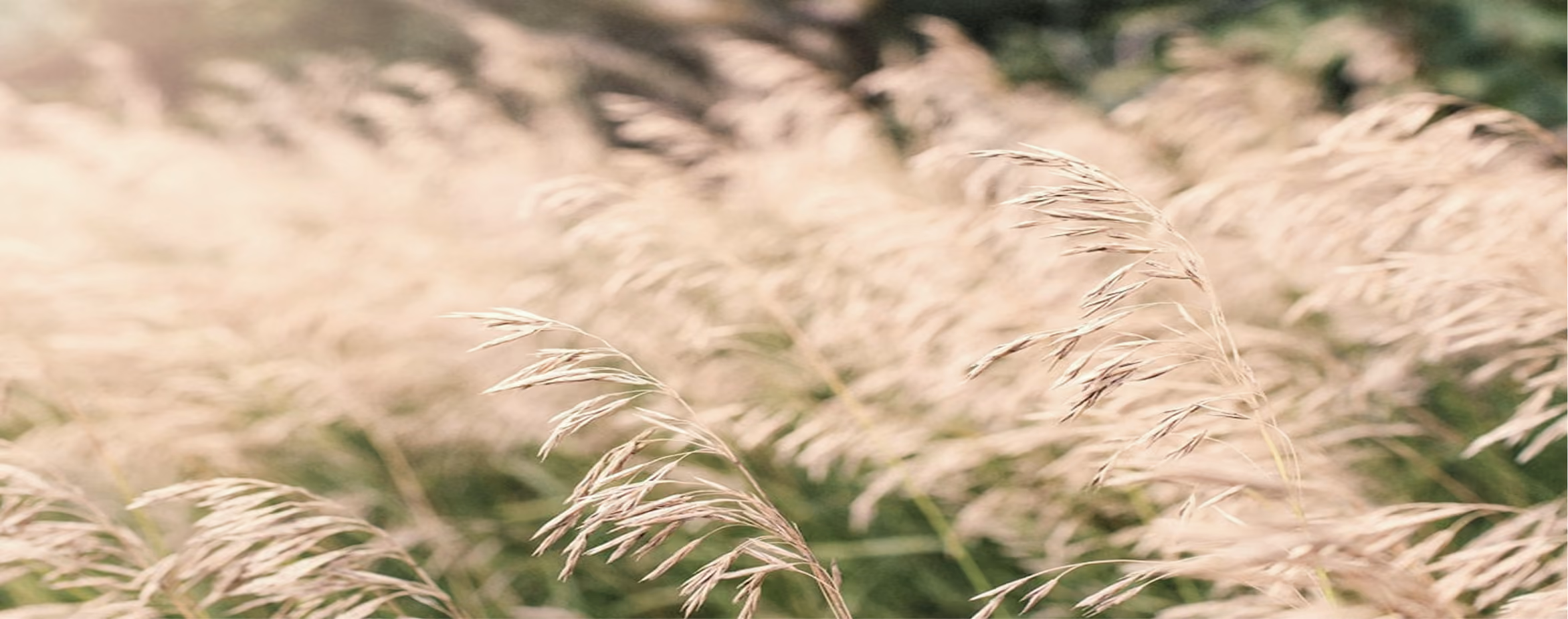Close-up of light beige grass plumes swaying in a gentle breeze with a soft-focus green background.