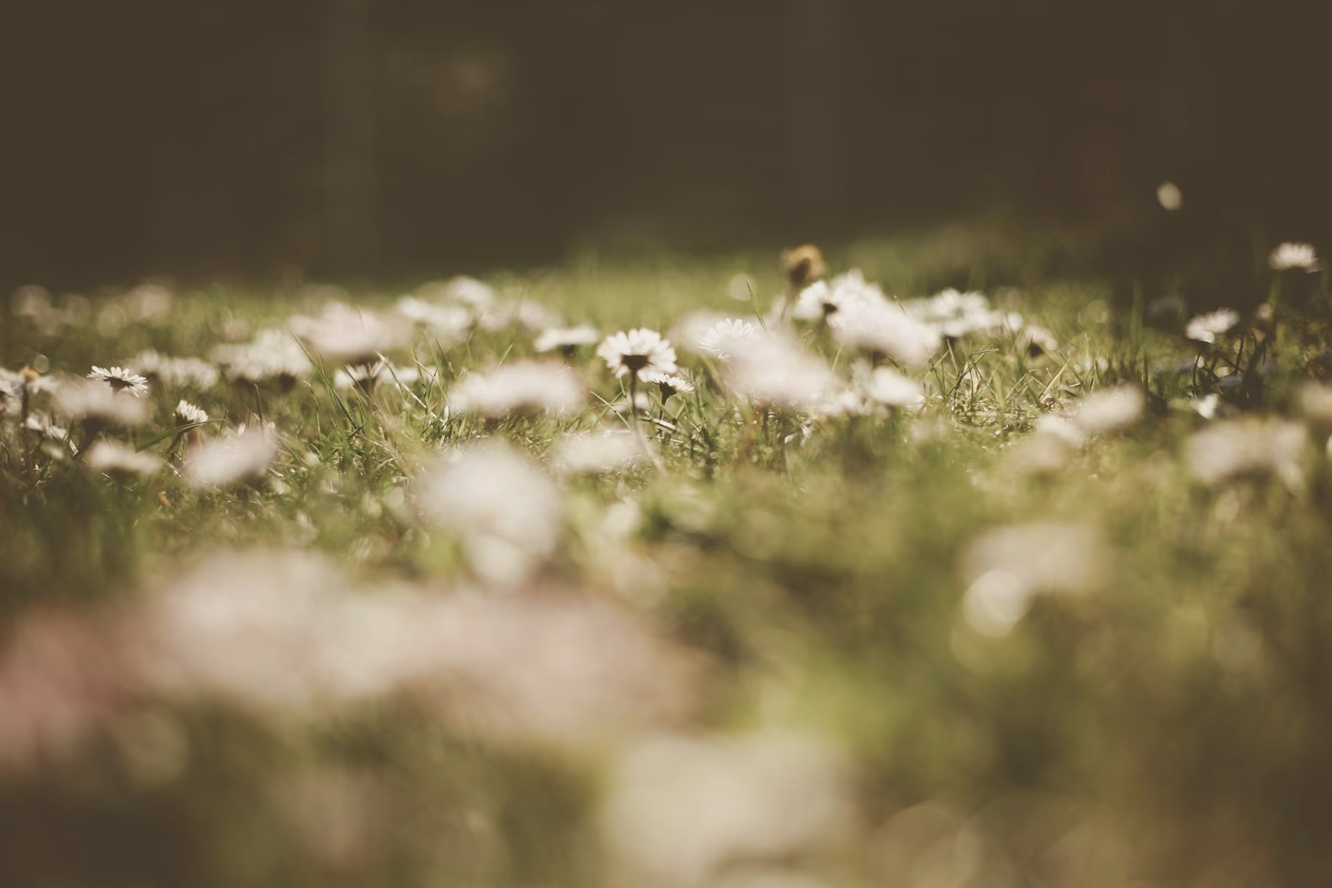Close-up view of a grassy field with white wildflowers scattered throughout, softly focused.