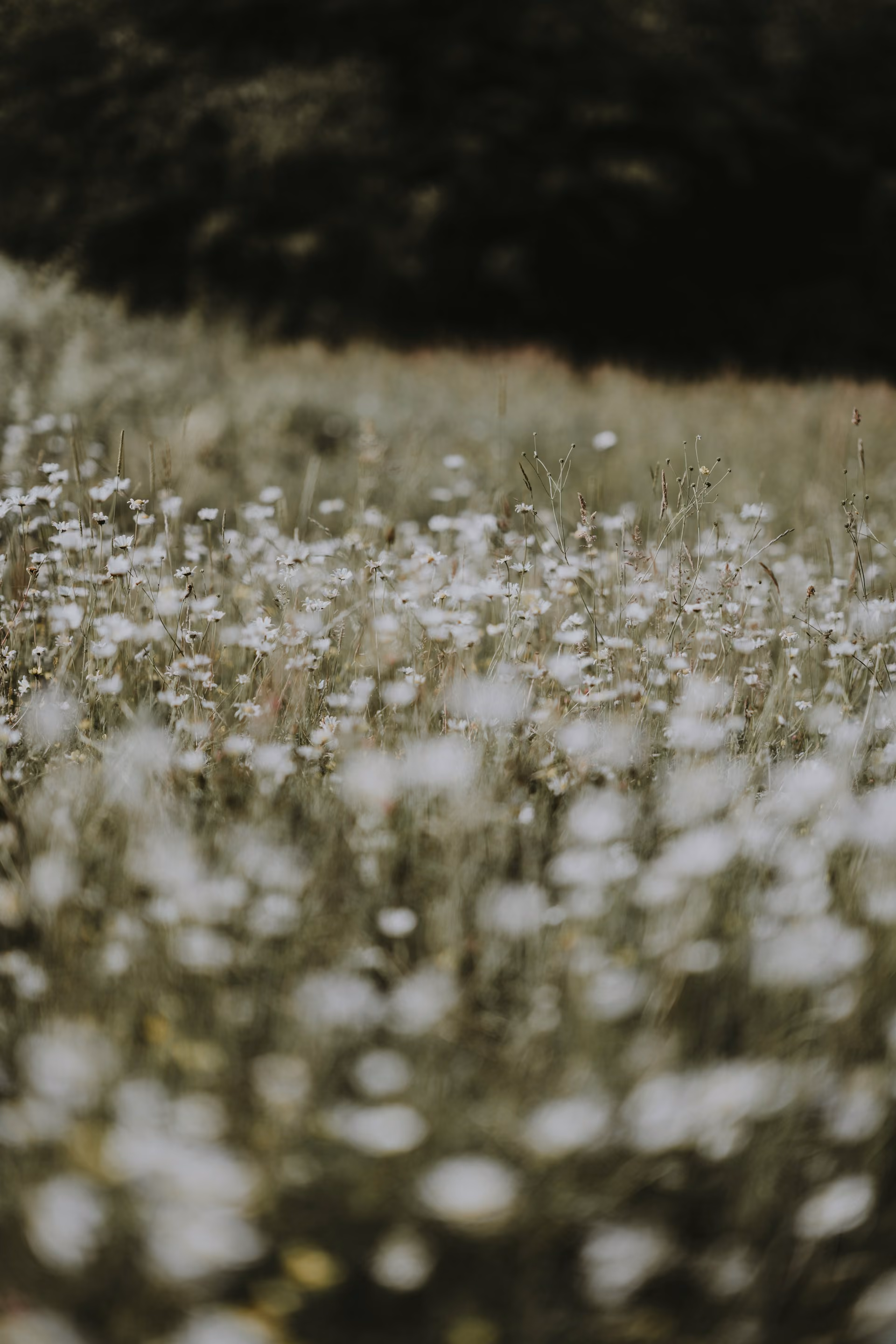 Field of small white wildflowers with tall grass, fading into dark shadow in the background.