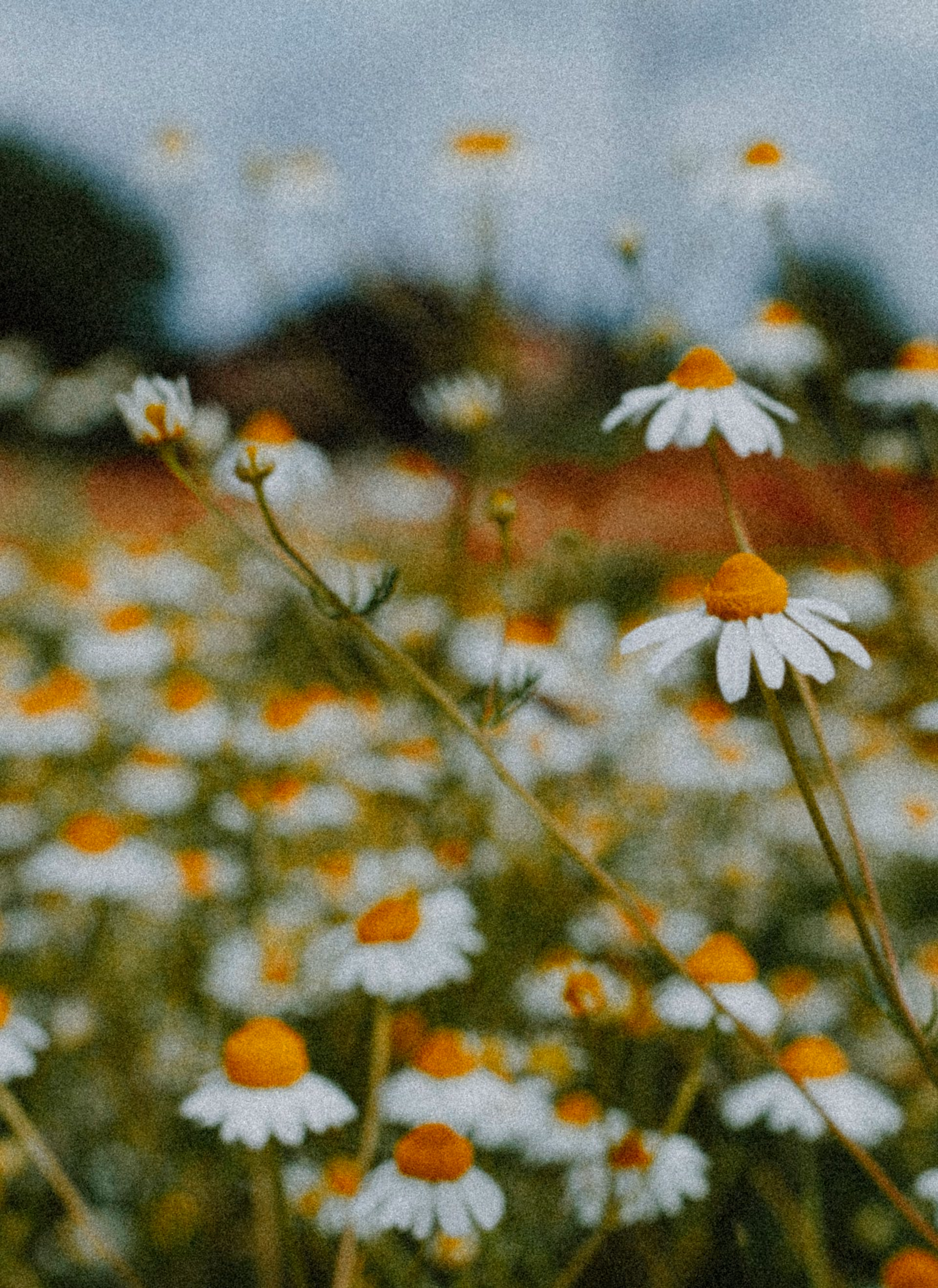 Field of white daisies with yellow centers under a gray sky, some flowers in sharp focus and others blurred in background.