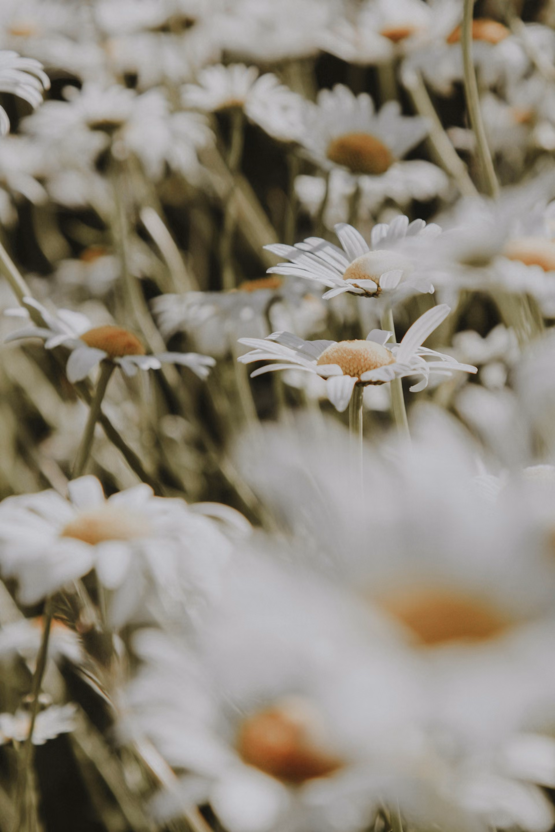 White daisies with yellow centers densely growing in a field, some flowers in sharp focus and others blurred.