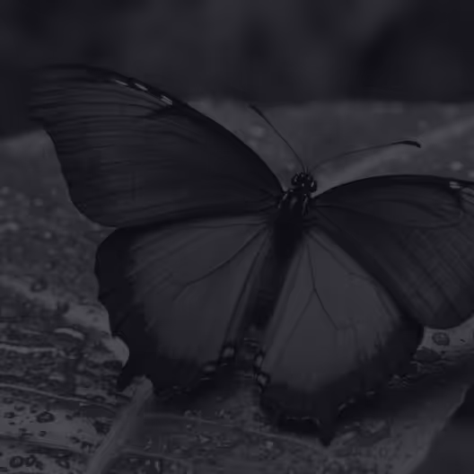 A butterfly on a leaf