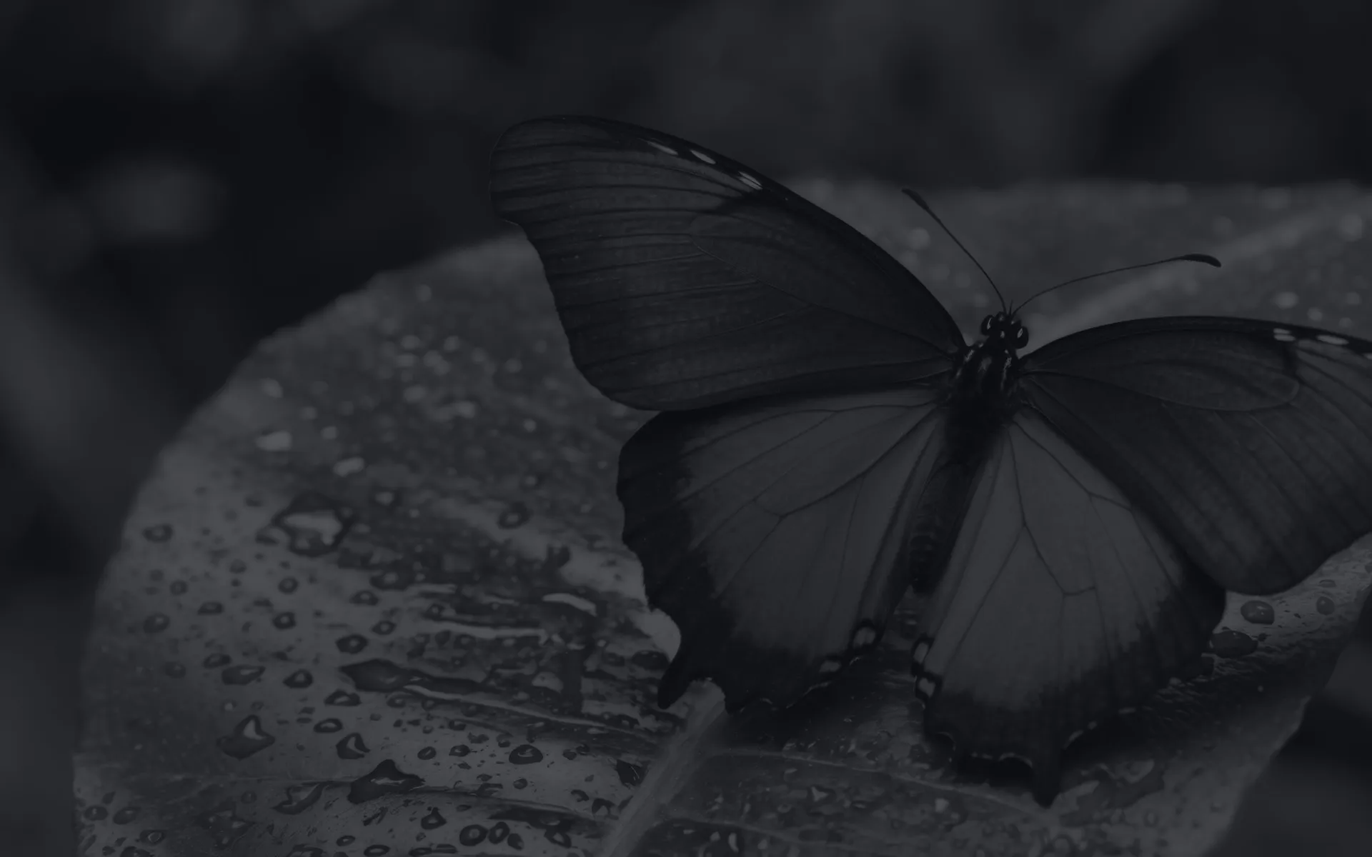 A butterfly on a leaf