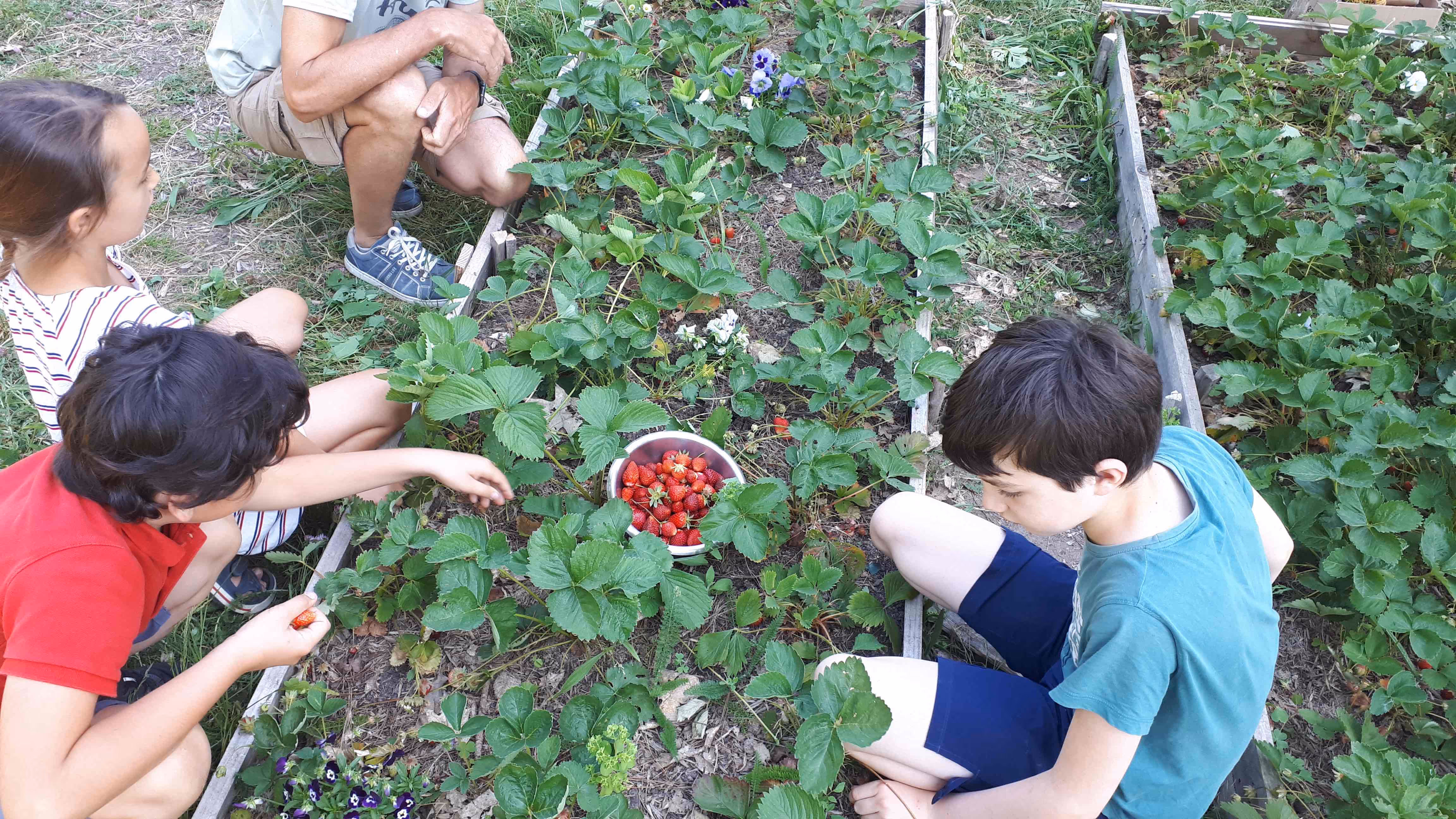 Enfants récoltant des fraises dans le potager du Lieu Utile