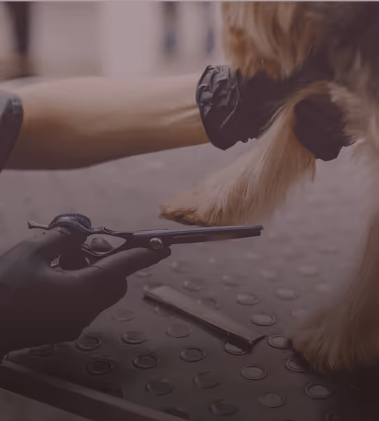 Dog groomer wearing black gloves trimming a dog's paw fur with scissors on a grooming table.