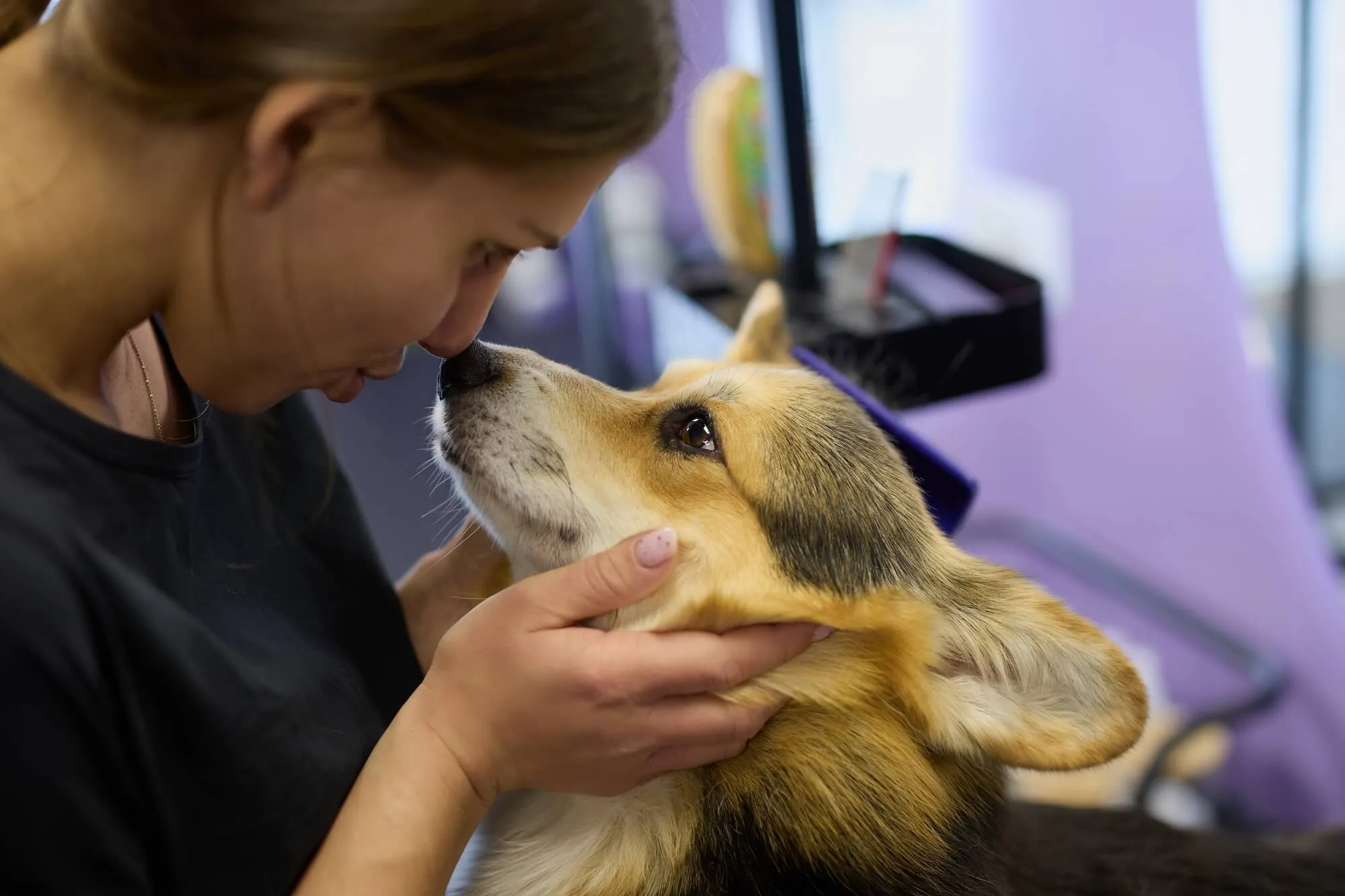 Woman gently holding and touching noses with a calm corgi dog indoors.