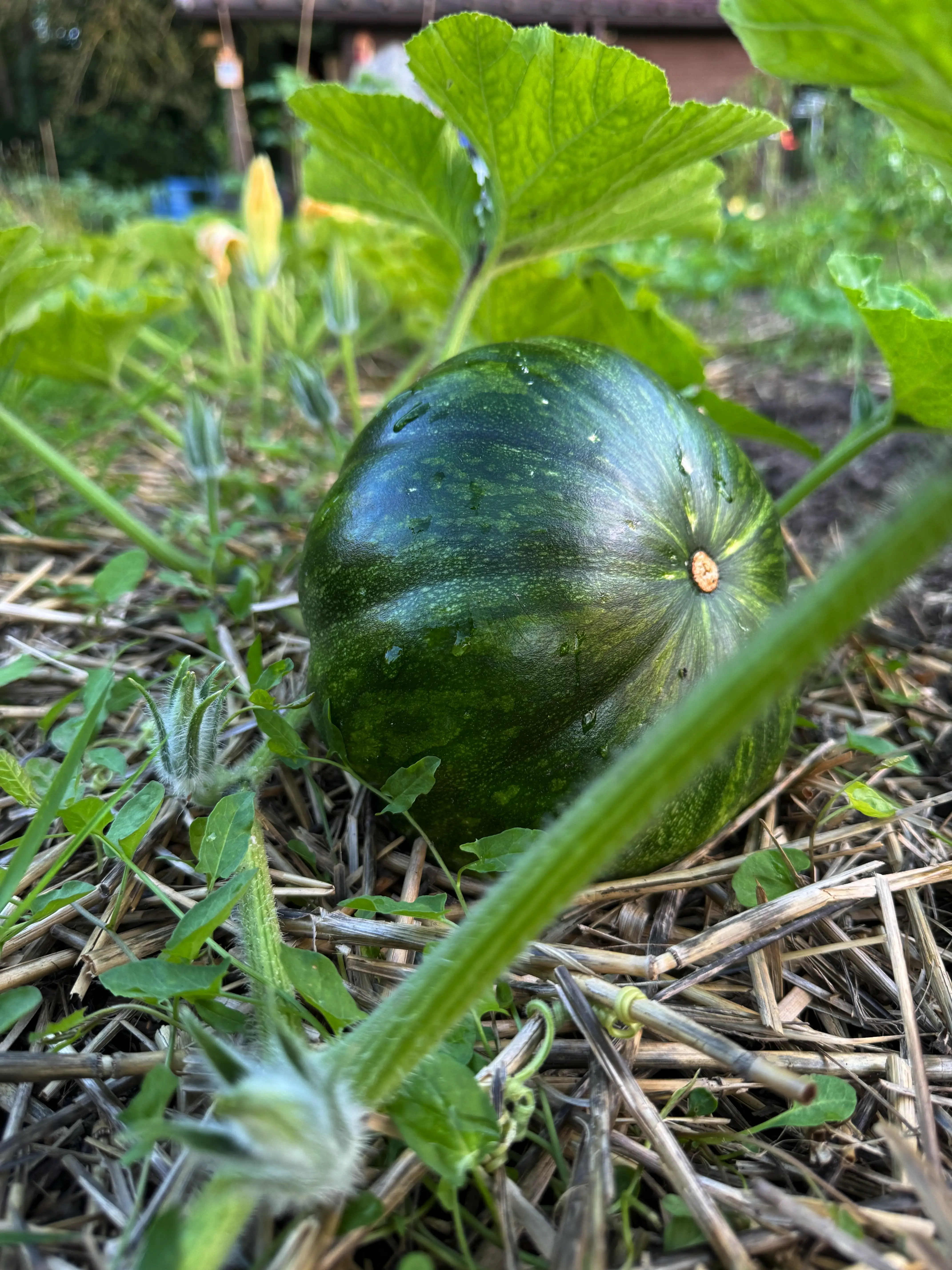 Une photo de courge sur une terre bien paillé, dans le potager de Stéphane