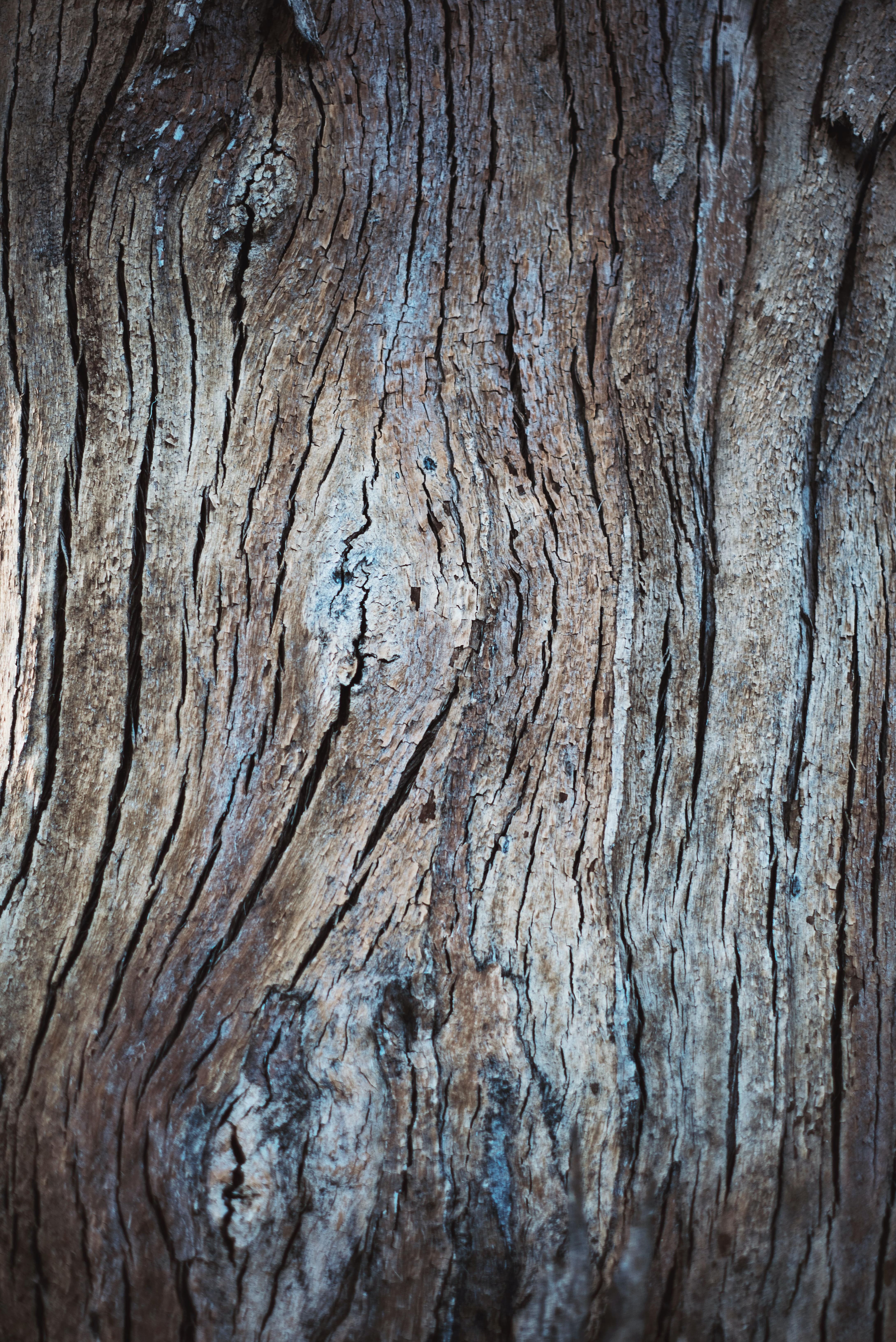 Dekortaiv bild av en trädstam