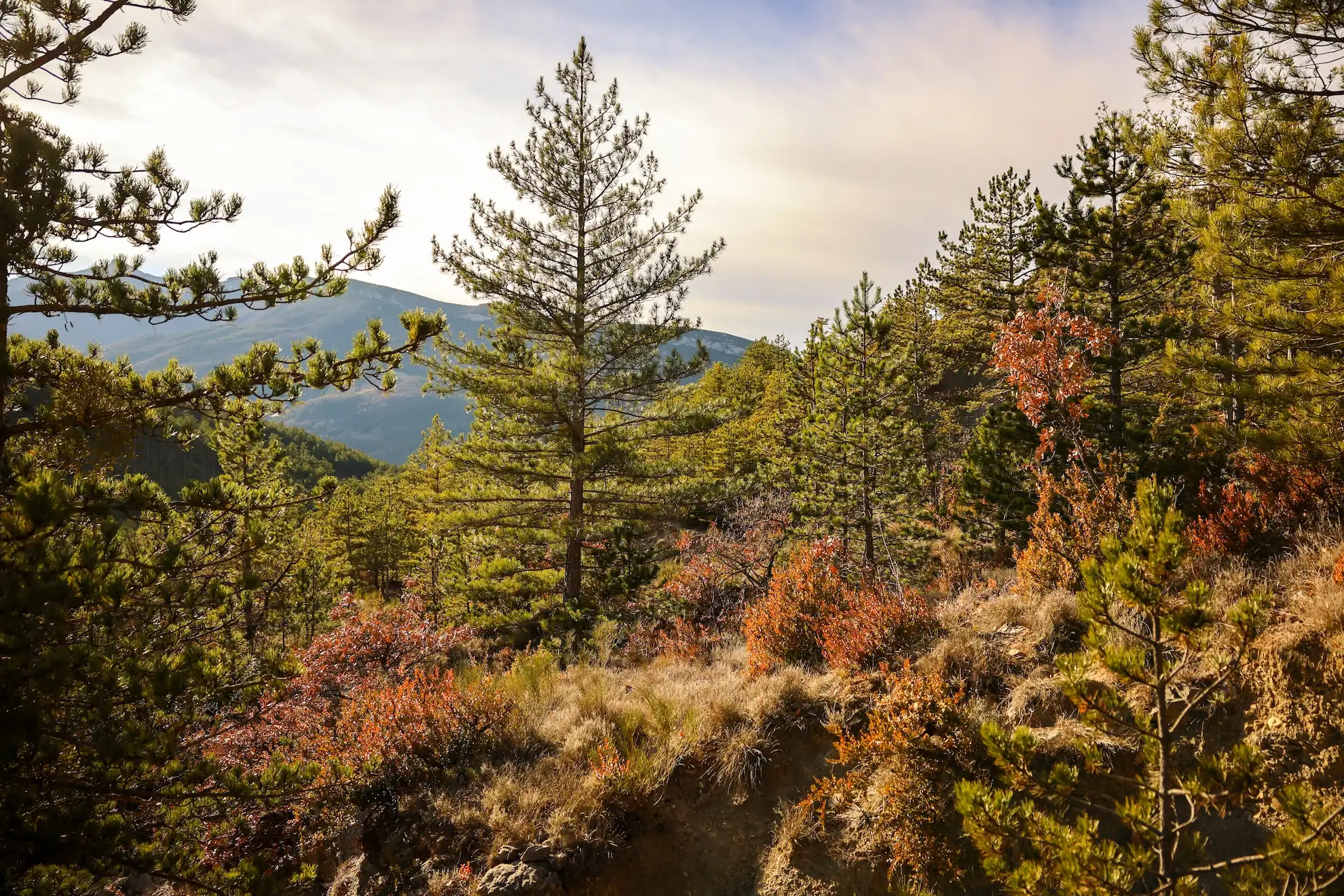 Pour un week-end insolite inoubliable, ou une idée cadeau couple, optez pour l’une de nos cabanes sur pilotis avec jacuzzi privatif.