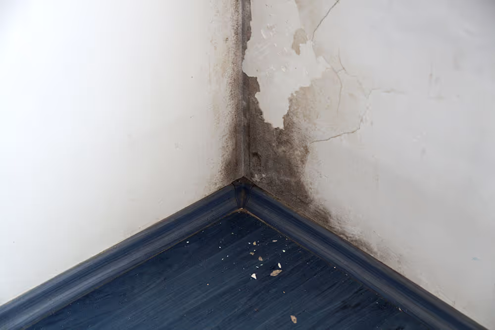 Black mold growth spreading across an indoor wall surface, highlighting the effects of excess moisture, poor ventilation, and potential indoor air quality concerns.