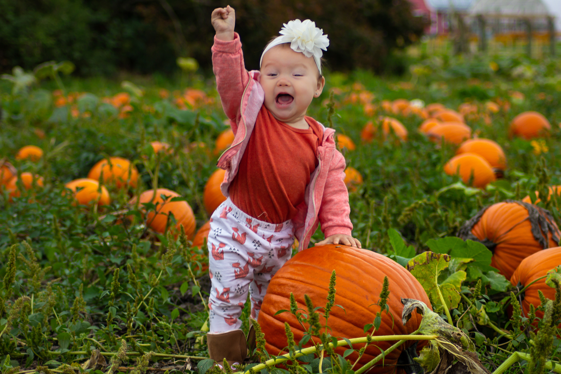 Child exploring a pumpkin patch during fall, engaging in playful seasonal activities that encourage language, conversation, and social interaction.