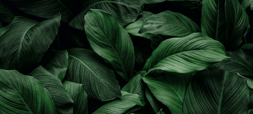 CNLA Canadian Nursery Landscape Association