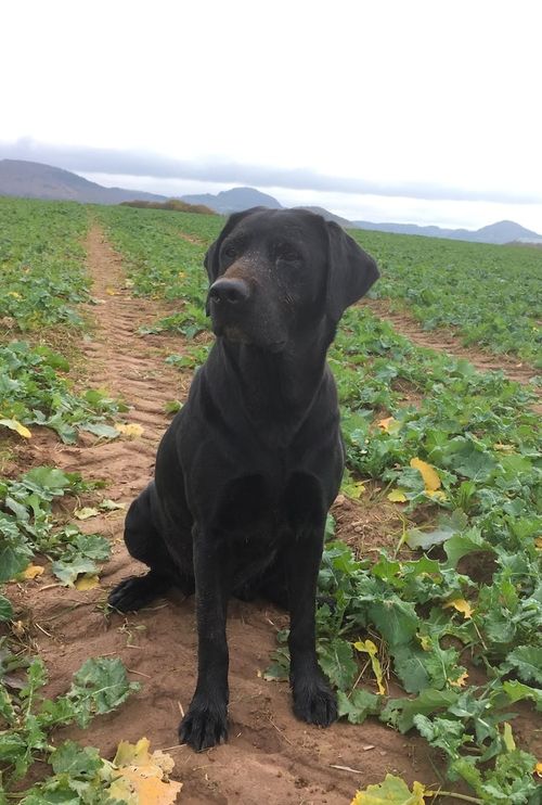 Ein schwarzer Hund auf einem Feld