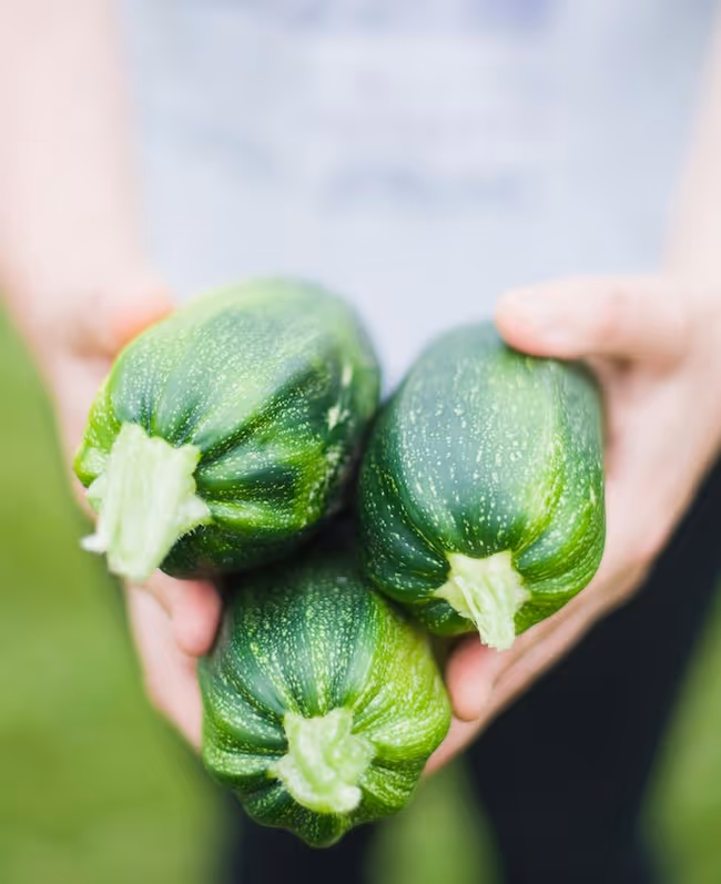 Hands holding three courgettes