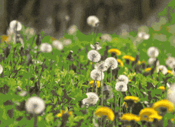 dandelions blowing