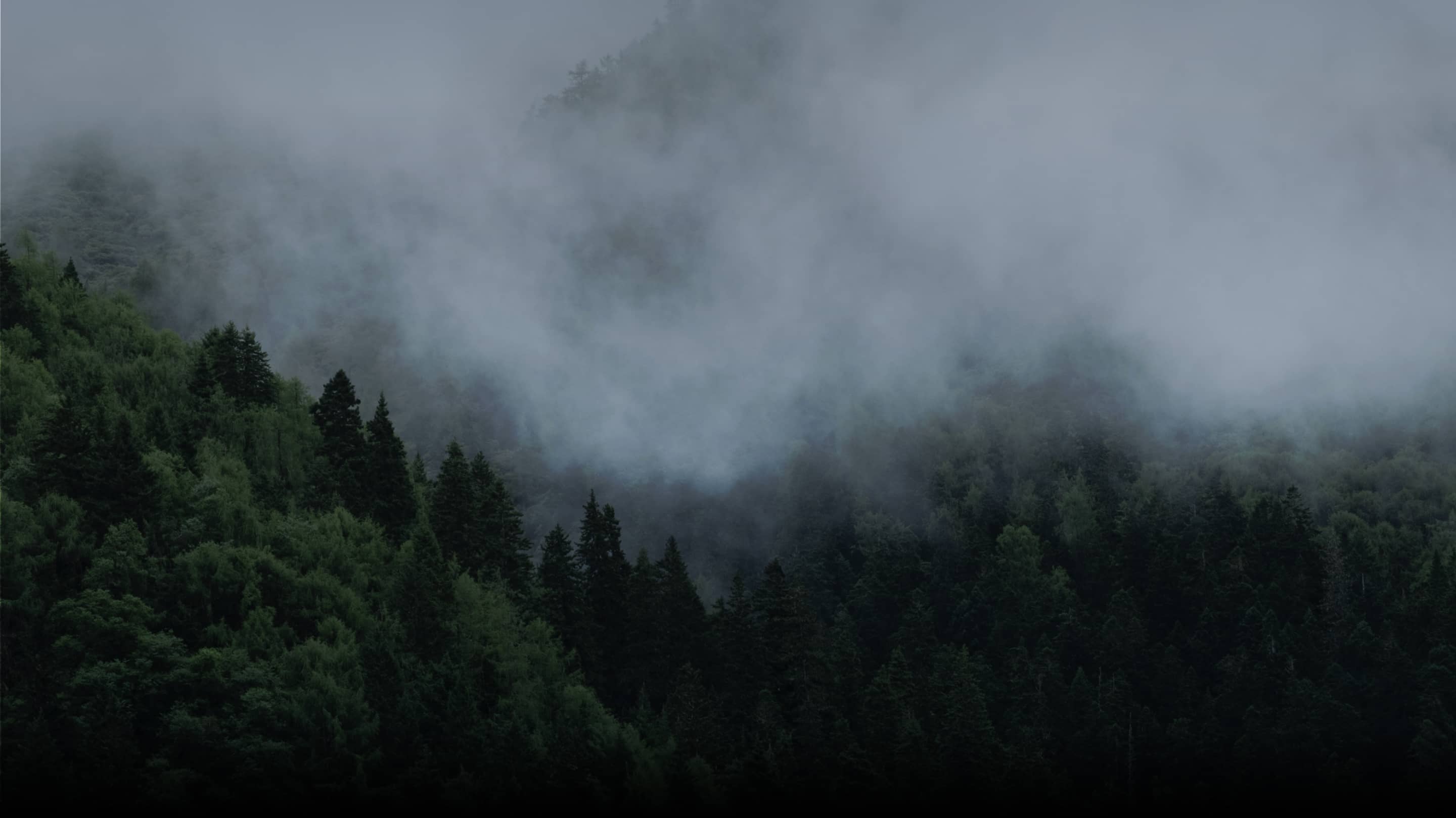 Dense green forest on a mountain partially obscured by thick mist and fog.