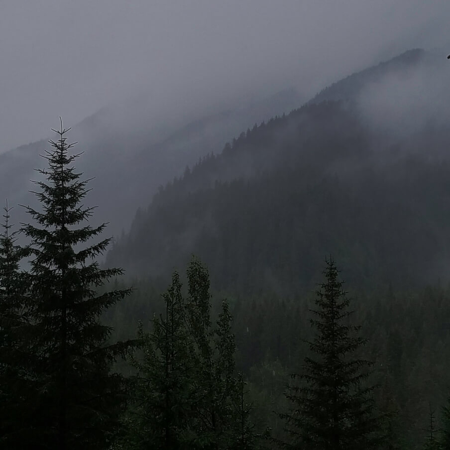 Foggy mountain landscape with dense pine trees and mist covering the slopes.