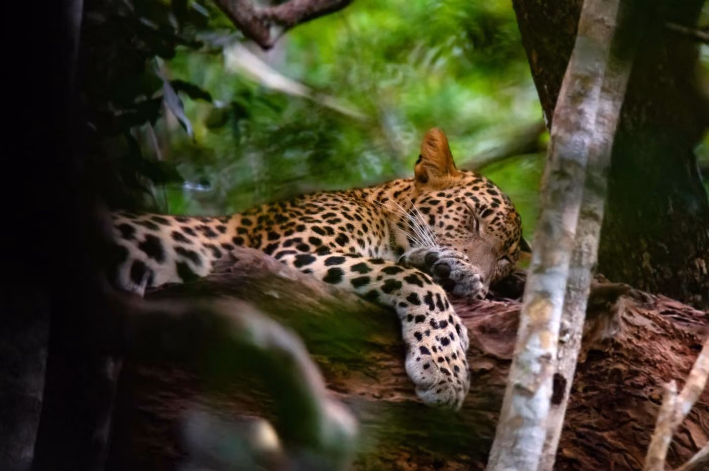 Leopard, Yala