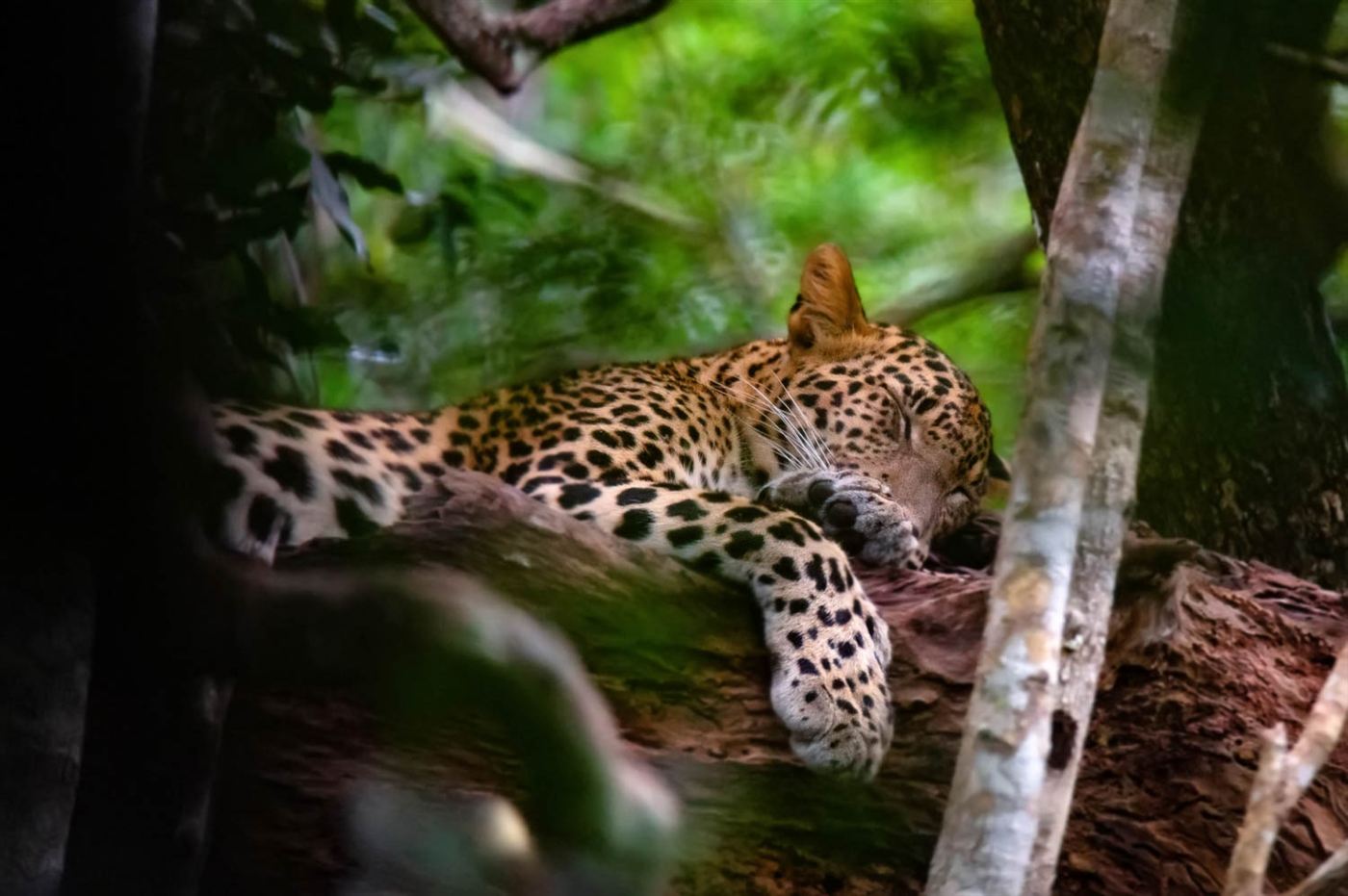 Leopard, Yala