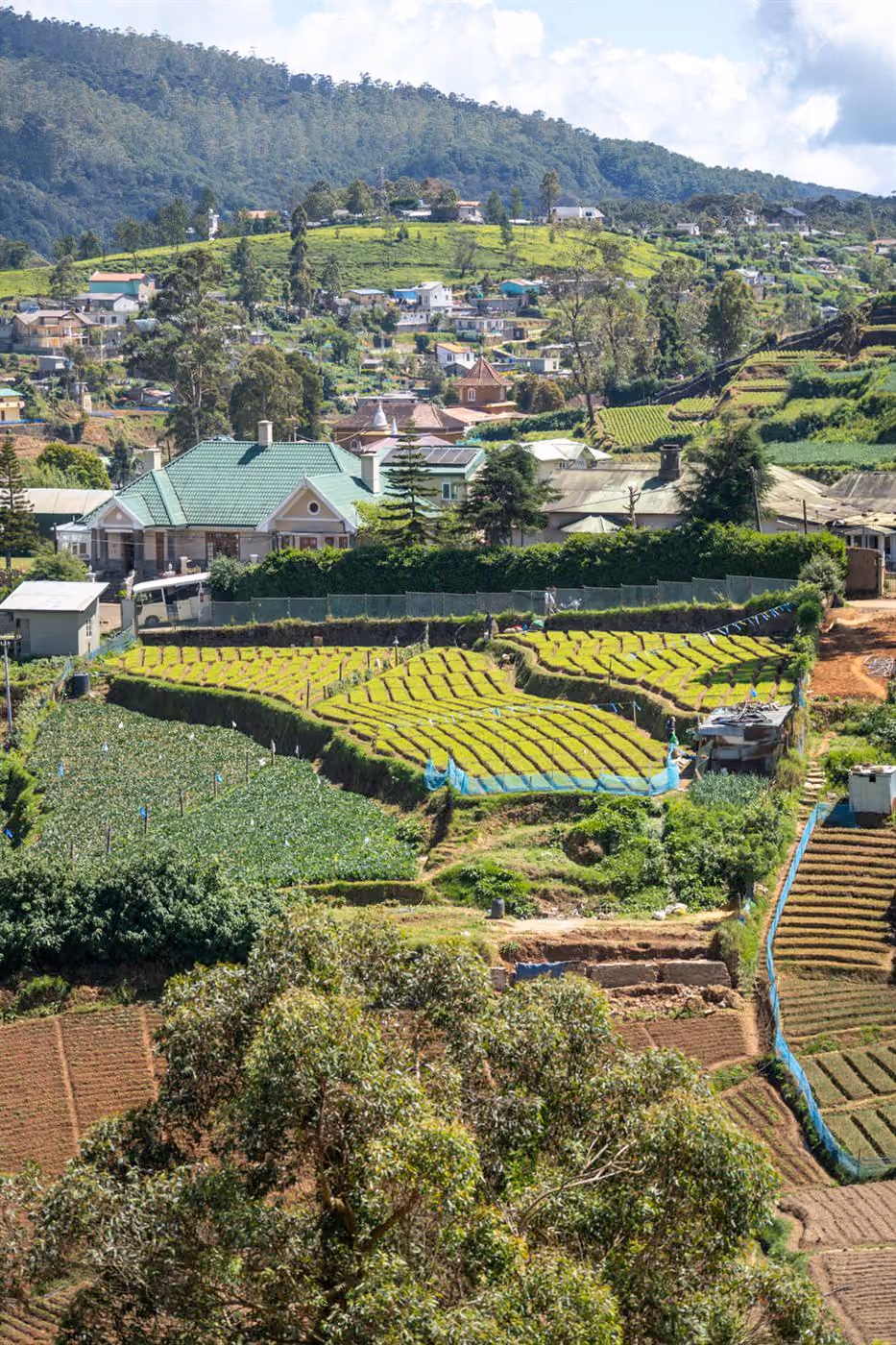 Tea country