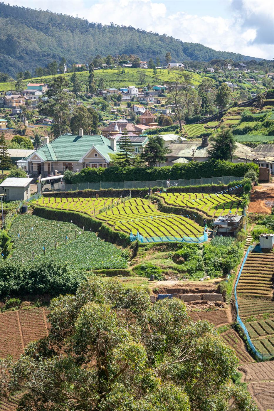 Tea country