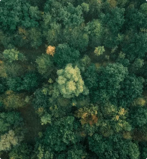 Illustration représentant une forêt et un ciel clair.