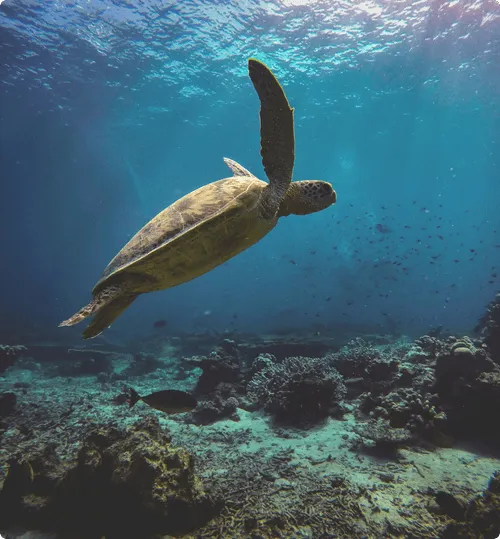 Photo d’une tortue nageant dans un océan clair et turquoise.