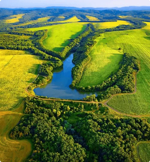 Image d’une forêt dense avec des troncs d’arbres alignés.