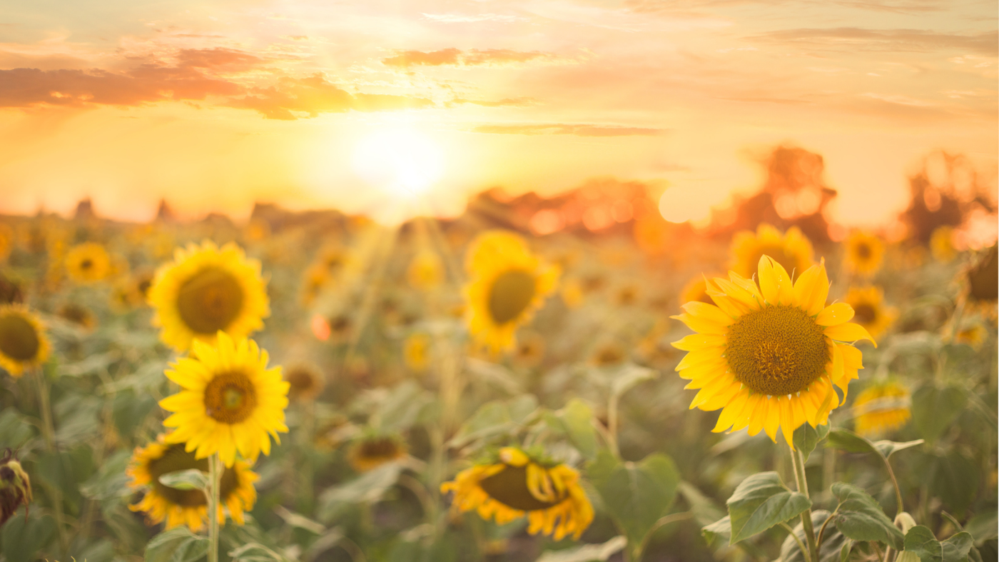 Surchauffe : Comment l'été impacte votre matériel IT