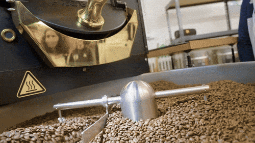 Nahaufnahme von Kaffeebohnen, die in einer Kaffeeröstmaschine durch einen rotierenden Metallarm abkühlen und umgerührt werden.