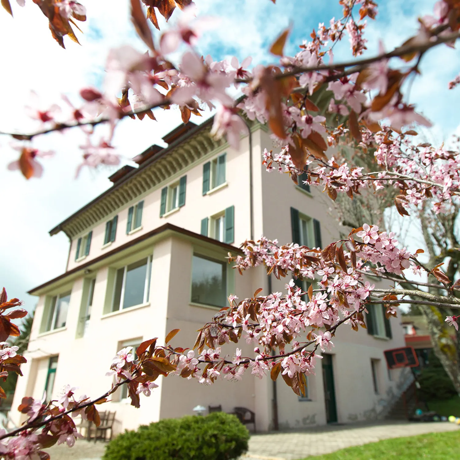 Cherry blossom tree in front of a building.