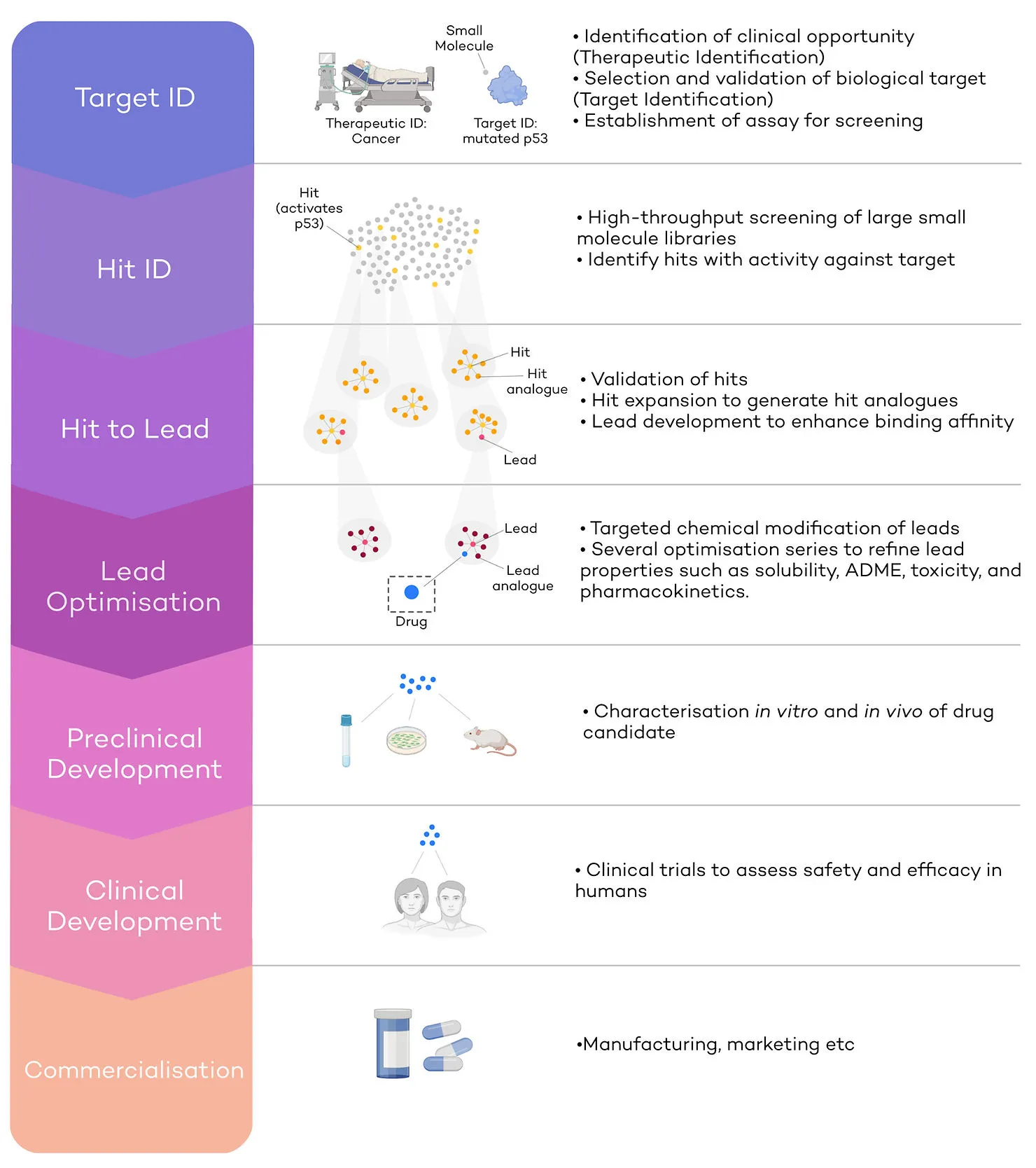 Summary of the multi-step and complex drug discovery pipeline