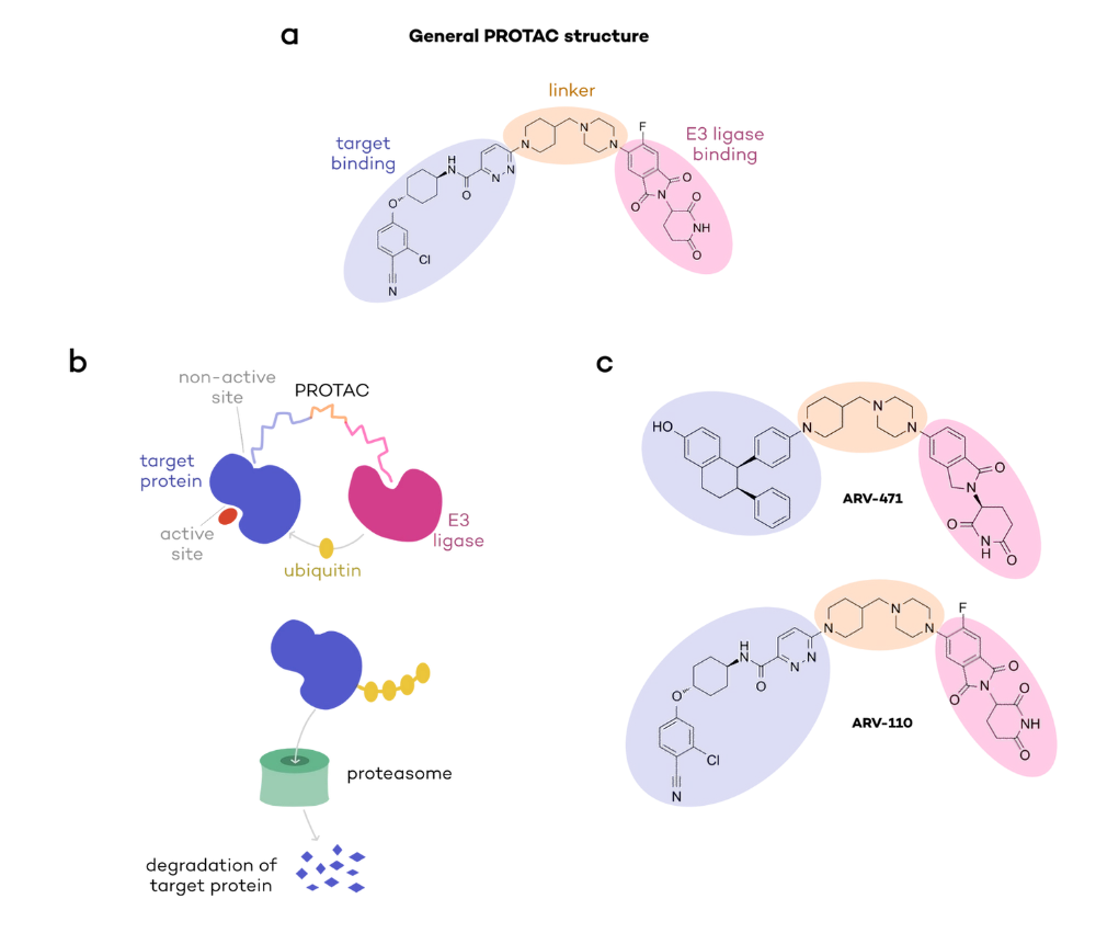 General structure of PROTACs, their binding principle with their target and E3 ligase, and two examples of PROTACs in the clinic