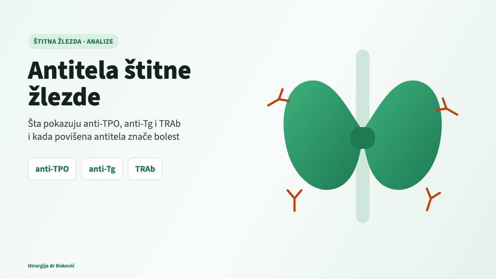 Antitela štitne žlezde anti-TPO, anti-Tg i TRAb – ilustracija štitne žlezde i antitela