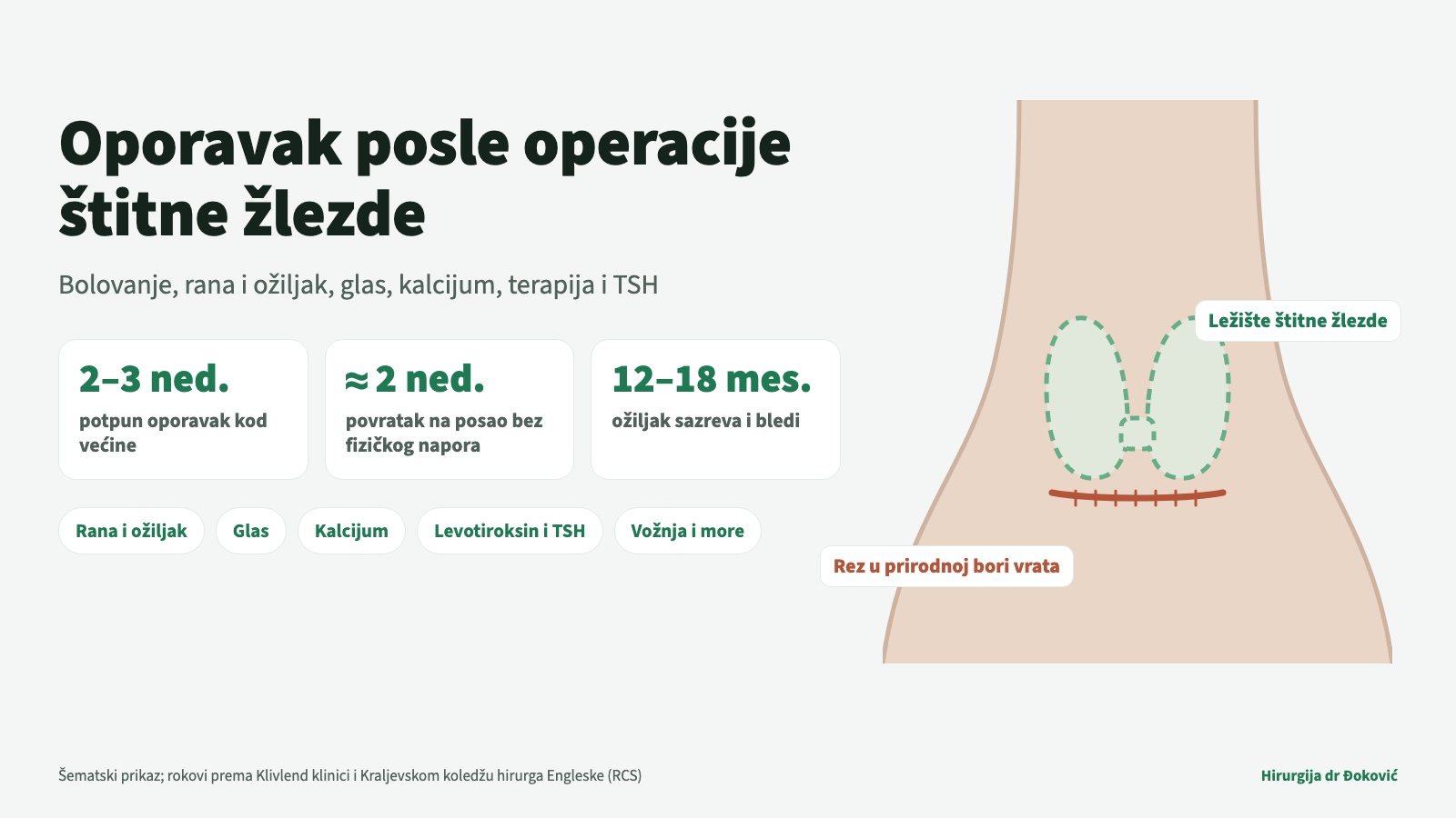 Oporavak posle operacije štitne žlezde: šematski prikaz vrata sa vodoravnim rezom u prirodnoj bori preko ležišta štitne žlezde; potpun oporavak traje dve do tri nedelje, povratak na posao bez fizičkog napora obično posle oko dve nedelje, a ožiljak sazreva i bledi 12 do 18 meseci (Klivlend klinika, RCS)