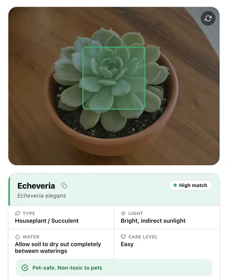 Overchat AI plant identifier online app result