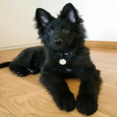 Original pet photo