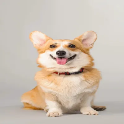 Original pet photo