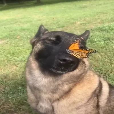 Original pet photo