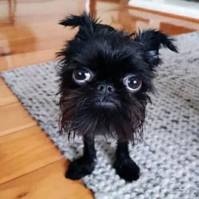 Original pet photo