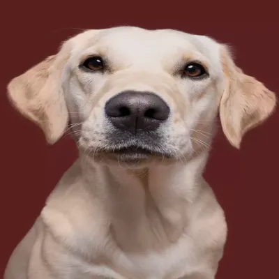 Original pet photo
