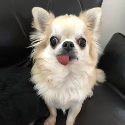 Original pet photo