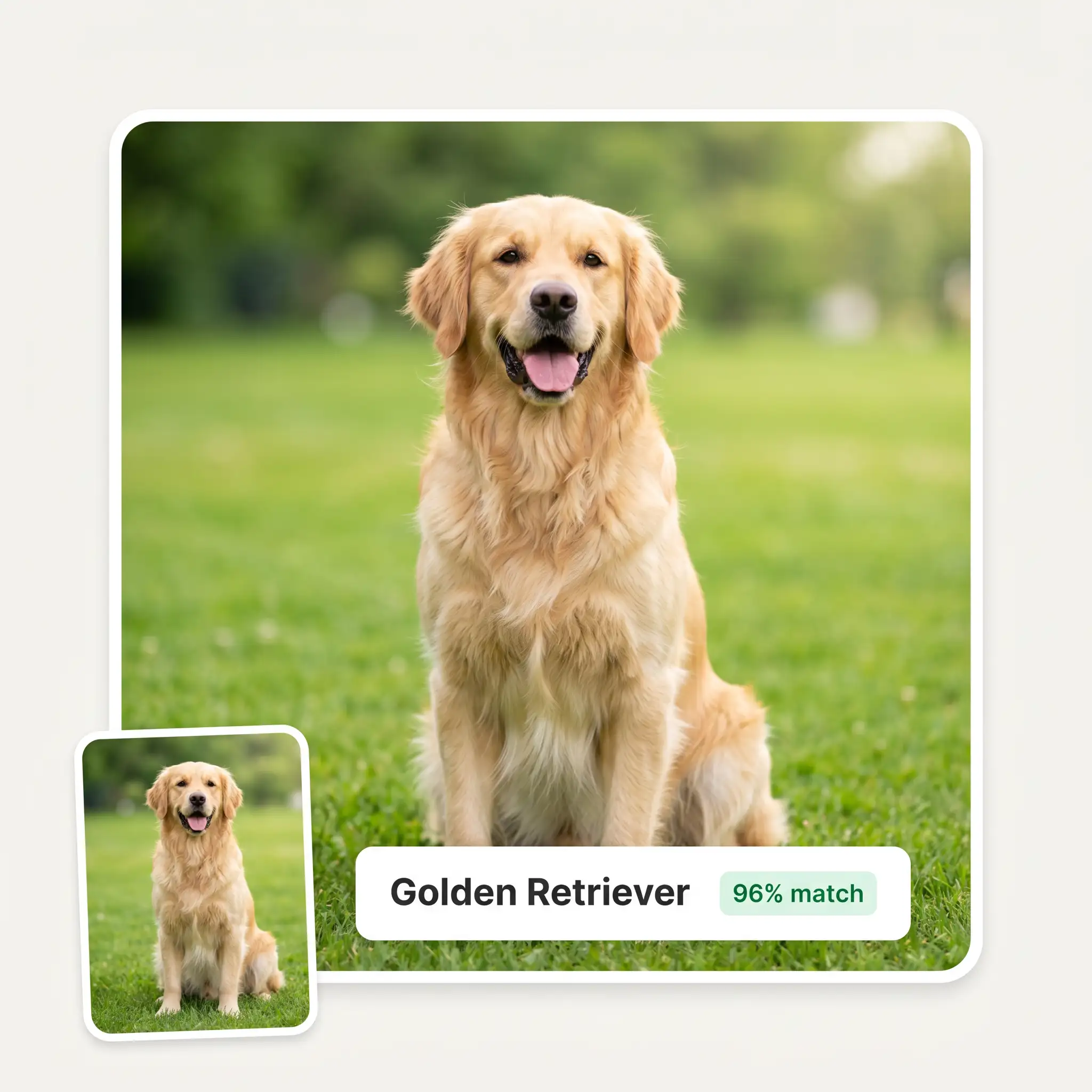 AI dog breed identifier result showing a Golden Retriever with a 96% match confidence score