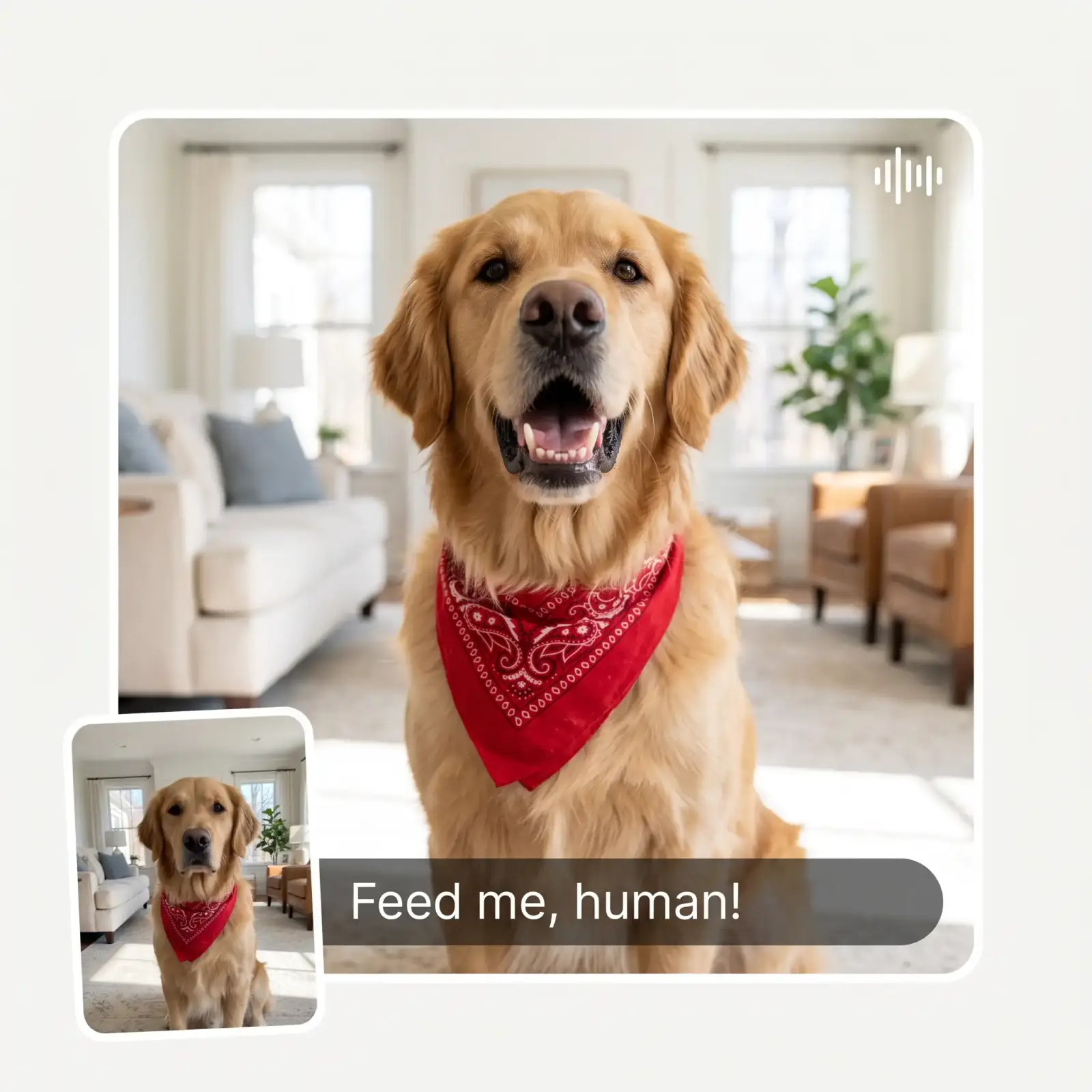 Talking pet AI before and after — a calm dog photo turned into a video still of the same dog talking, with the caption "Feed me, human!"