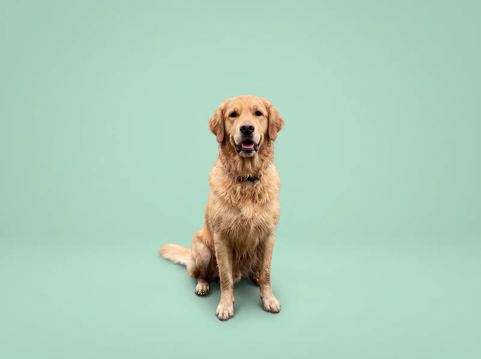 The same dog on a smooth mint-green studio backdrop