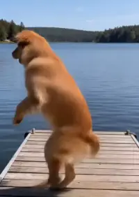 Dog photo animated into a video with AI