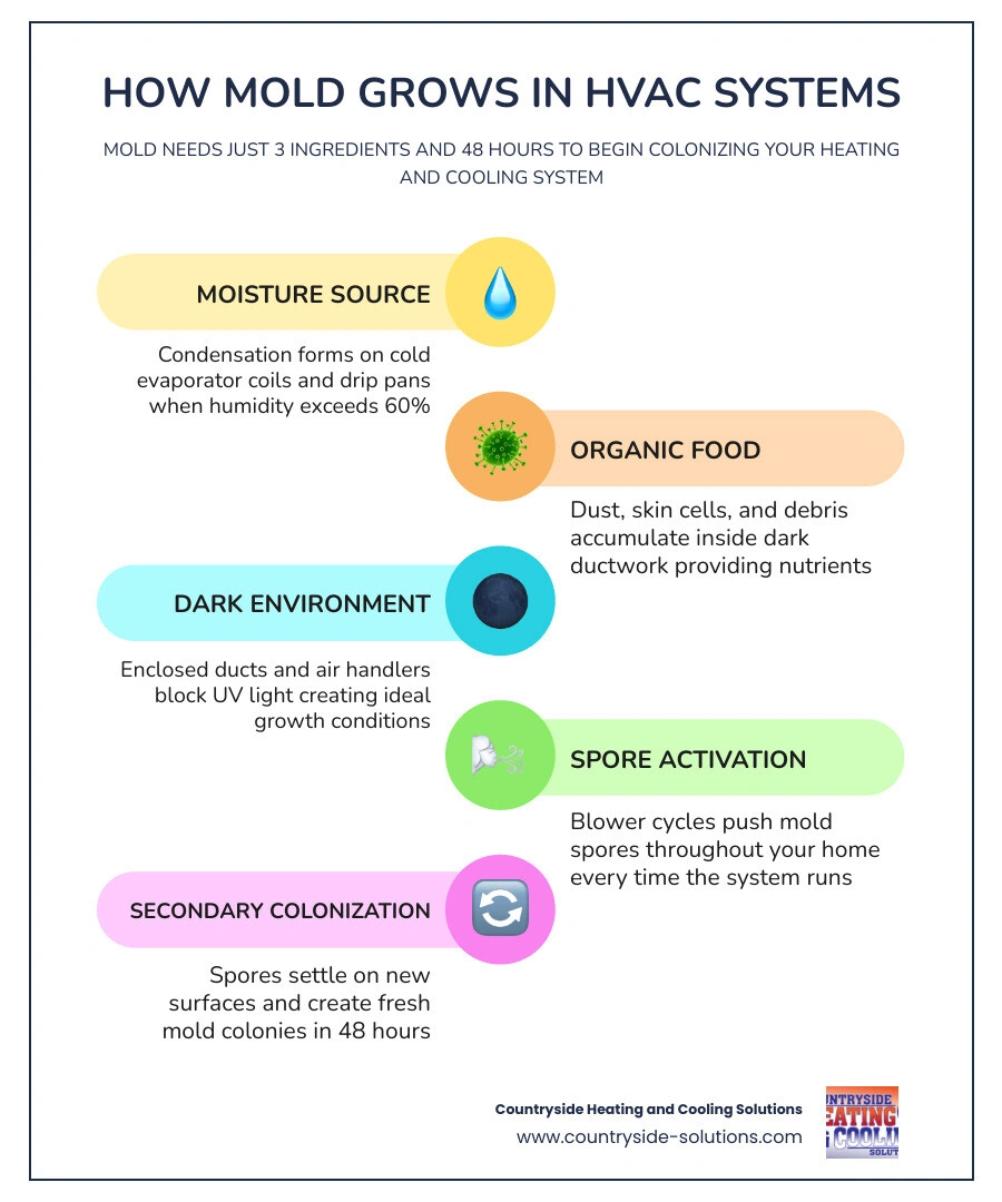infographic showing how mold grows in HVAC systems step by step with warning signs infographic