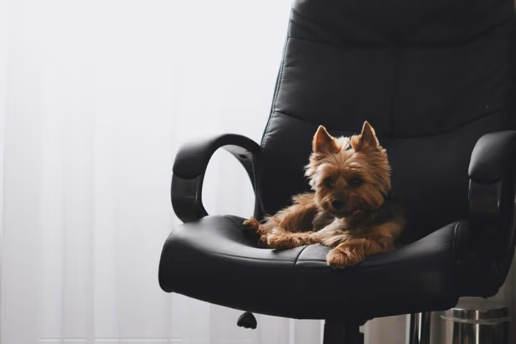 Dog on office chair.