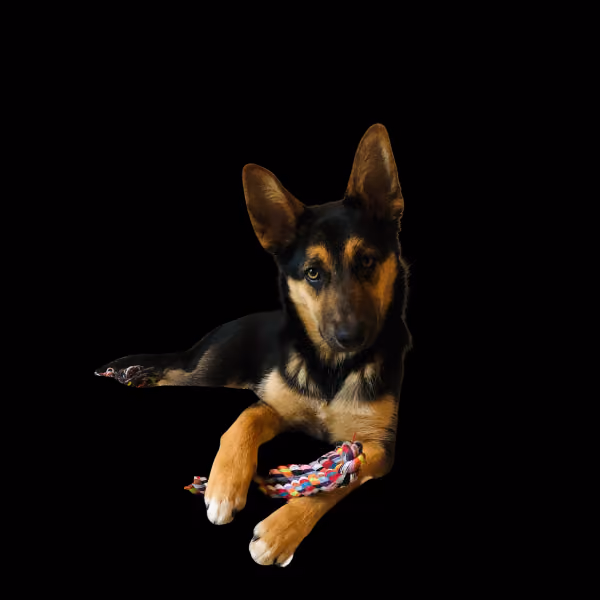 Ayuna, Bürohund von Buzz Digital