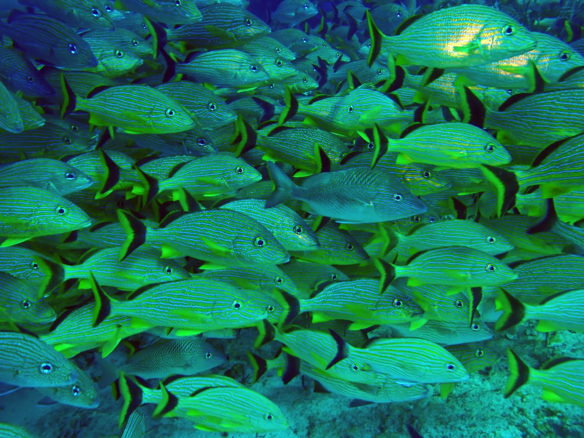 H20H AM 4 hour Inha Reef Snorkel Cruise